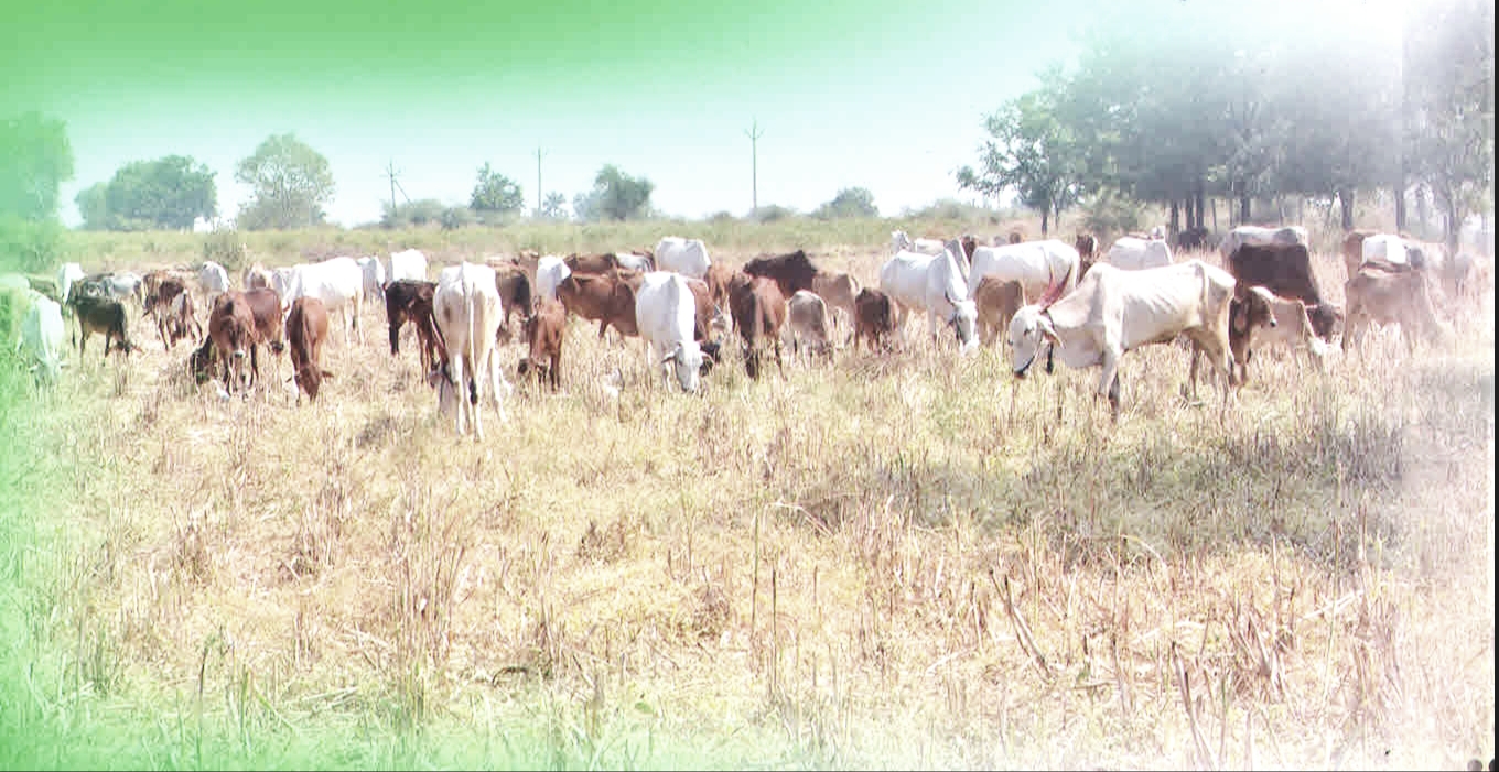 Cows and progeny grazing at our Mhaispur site