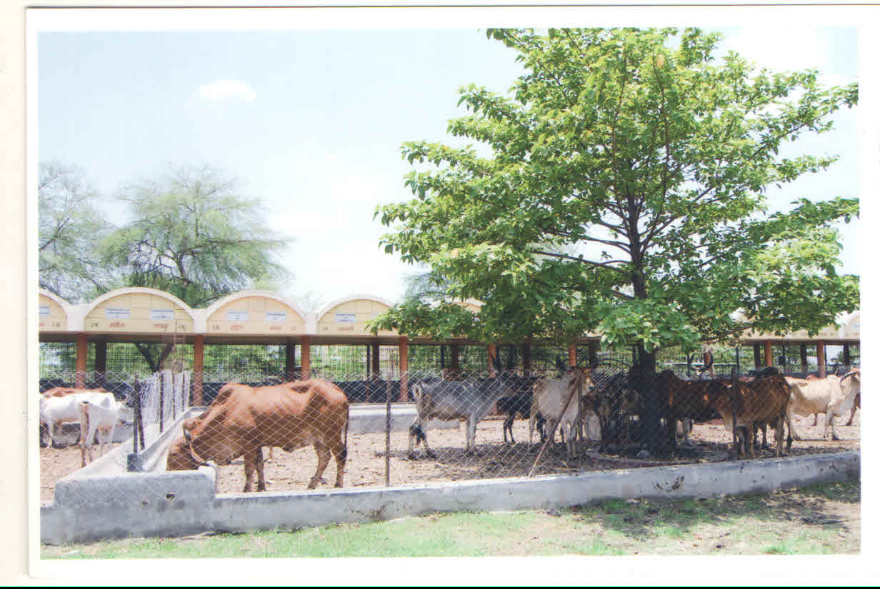 Cow shade at Mhaispur site