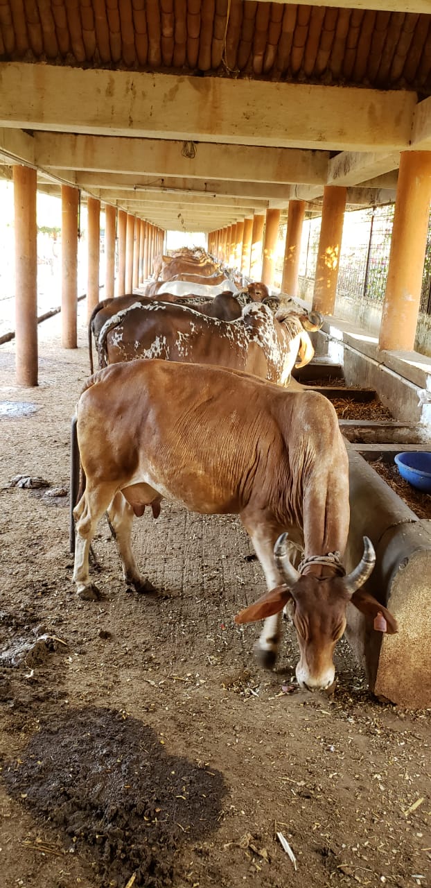 Cow shade at Mhaispur site