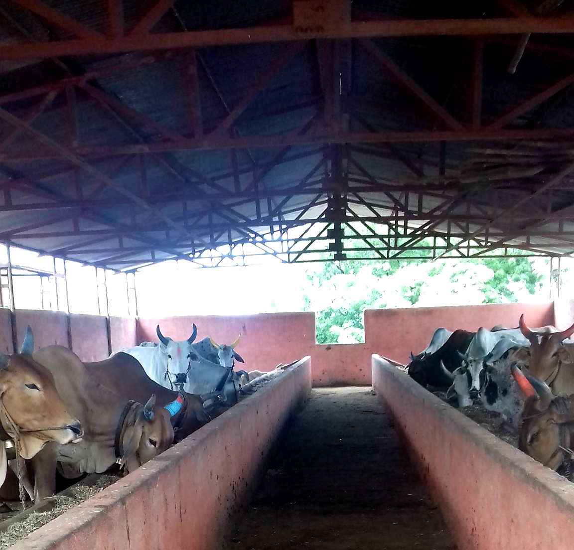 Cow shade at Alegaon site